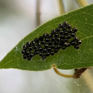 Oechalia schellenbergii at Holtze Close Neighbourhood Park - 11 Mar 2024