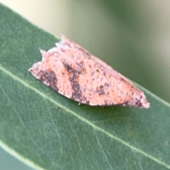 Meritastis ursina (A Tortricid moth) at Hackett, ACT - 11 Mar 2024 by Hejor1