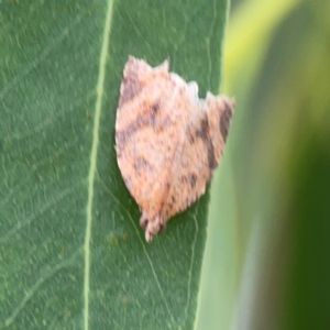 Meritastis ursina at Holtze Close Neighbourhood Park - 11 Mar 2024