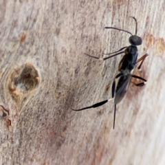 Eupelmidae (family) (Eupelmid wasp) at Hackett, ACT - 11 Mar 2024 by Hejor1