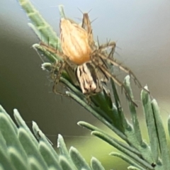 Oxyopes sp. (genus) (Lynx spider) at Hackett, ACT - 11 Mar 2024 by Hejor1