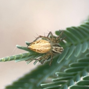 Oxyopes sp. (genus) at Holtze Close Neighbourhood Park - 11 Mar 2024 04:55 PM