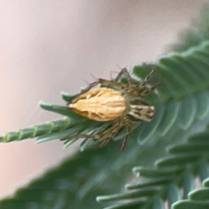 Oxyopes sp. (genus) at Holtze Close Neighbourhood Park - 11 Mar 2024