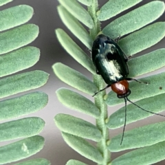 Adoxia benallae (Leaf beetle) at Hackett, ACT - 11 Mar 2024 by Hejor1