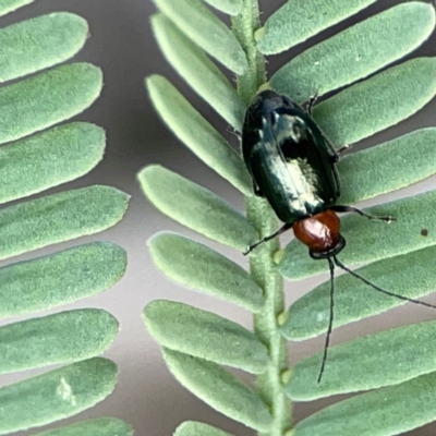 Adoxia benallae (Leaf beetle) at Holtze Close Neighbourhood Park - 11 Mar 2024 by Hejor1