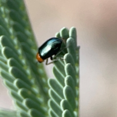 Adoxia benallae at Holtze Close Neighbourhood Park - 11 Mar 2024