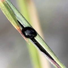 Phalacridae (family) at Holtze Close Neighbourhood Park - 11 Mar 2024