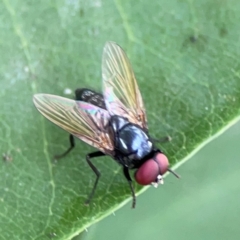 Phasia sp. (genus) at Holtze Close Neighbourhood Park - 11 Mar 2024 by Hejor1