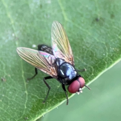 Phasia sp. (genus) (A bristle fly) at Holtze Close Neighbourhood Park - 11 Mar 2024 by Hejor1