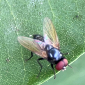 Phasia sp. (genus) at Holtze Close Neighbourhood Park - 11 Mar 2024 05:03 PM