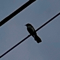 Rhipidura leucophrys (Willie Wagtail) at Holtze Close Neighbourhood Park - 11 Mar 2024 by Hejor1