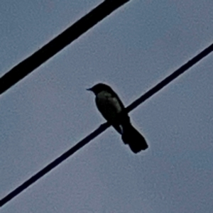 Rhipidura leucophrys at Holtze Close Neighbourhood Park - 11 Mar 2024 05:05 PM