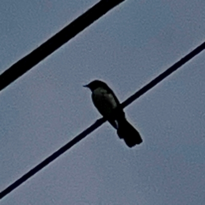 Rhipidura leucophrys (Willie Wagtail) at Holtze Close Neighbourhood Park - 11 Mar 2024 by Hejor1