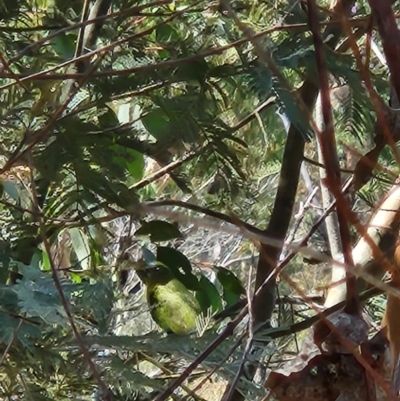 Neophema pulchella (Turquoise Parrot) at Booth, ACT - 8 Mar 2024 by Sherwood