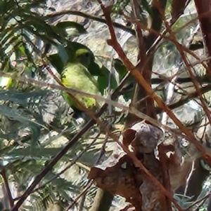 Neophema pulchella at Namadgi National Park - 8 Mar 2024