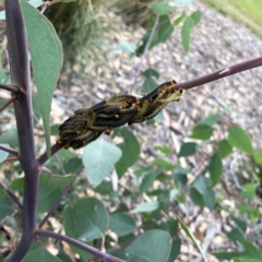 Perginae sp. (subfamily) at Holtze Close Neighbourhood Park - 11 Mar 2024 05:09 PM