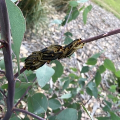 Perginae sp. (subfamily) at Holtze Close Neighbourhood Park - 11 Mar 2024 05:09 PM