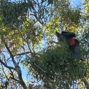 Callocephalon fimbriatum at Hughes, ACT - 12 Mar 2024