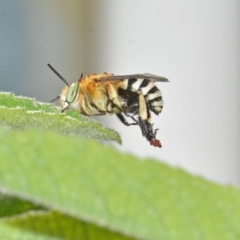 Amegilla sp. (genus) (Blue Banded Bee) at Kalamunda, WA - 12 Feb 2022 by sarraj