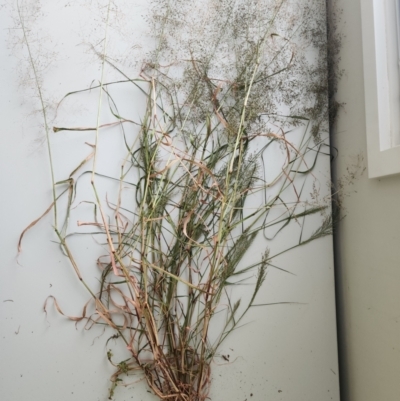 Eragrostis curvula at Stromlo, ACT - 29 Feb 2024 by HarleyB