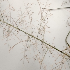 Eragrostis curvula at Cotter Reserve - 1 Mar 2024