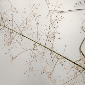 Eragrostis curvula at Cotter Reserve - 1 Mar 2024