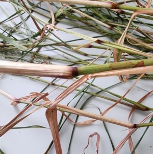 Eragrostis curvula at Cotter Reserve - 1 Mar 2024