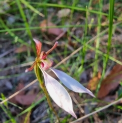 Eriochilus cucullatus (Parson's Bands) at Bournda, NSW - 3 Mar 2024 by MattYoung