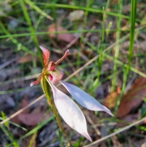 Eriochilus cucullatus at Bournda National Park - suppressed