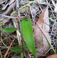 Eriochilus cucullatus at Bournda National Park - suppressed