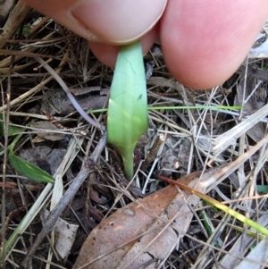 Eriochilus cucullatus at Bournda National Park - suppressed