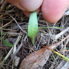 Eriochilus cucullatus at Bournda National Park - 3 Mar 2024