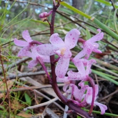 Dipodium roseum (Rosy Hyacinth Orchid) at Bournda, NSW - 11 Mar 2024 by MattYoung