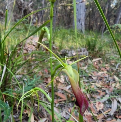 Cryptostylis subulata (Cow Orchid) at Bournda, NSW - 11 Mar 2024 by MattYoung