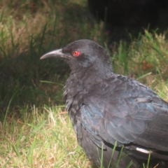 Corcorax melanorhamphos (White-winged Chough) at QPRC LGA - 12 Mar 2024 by MatthewFrawley