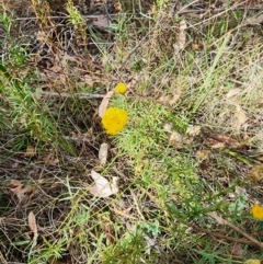 Rutidosis leptorhynchoides (Button Wrinklewort) at Red Hill Nature Reserve - 12 Mar 2024 by HarleyB