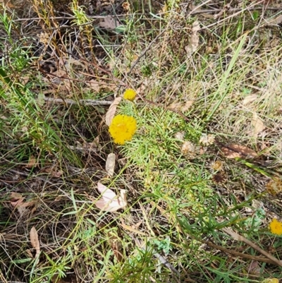 Rutidosis leptorhynchoides (Button Wrinklewort) at Red Hill Nature Reserve - 11 Mar 2024 by HarleyB