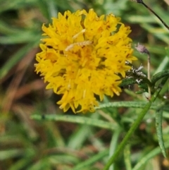 Rutidosis leptorhynchoides at Red Hill Nature Reserve - suppressed