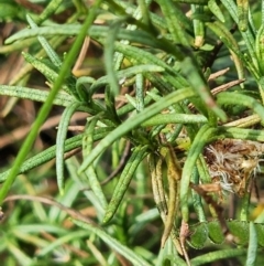 Rutidosis leptorhynchoides at Red Hill Nature Reserve - suppressed