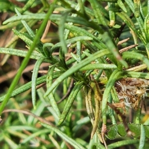 Rutidosis leptorhynchoides at Red Hill Nature Reserve - 12 Mar 2024