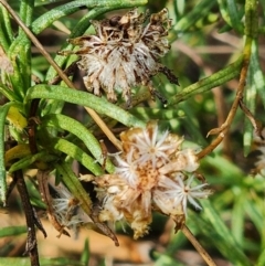 Rutidosis leptorhynchoides at Red Hill Nature Reserve - suppressed