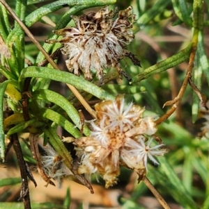 Rutidosis leptorhynchoides at Red Hill Nature Reserve - suppressed