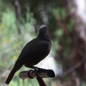 Ptilonorhynchus violaceus at QPRC LGA - 10 Mar 2024