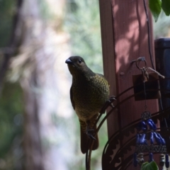 Ptilonorhynchus violaceus at QPRC LGA - 10 Mar 2024