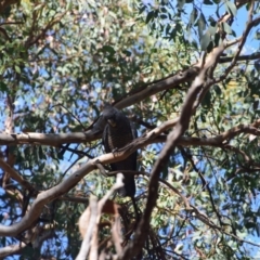 Callocephalon fimbriatum (Gang-gang Cockatoo) at QPRC LGA - 11 Mar 2024 by LyndalT