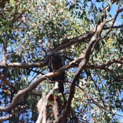 Callocephalon fimbriatum (Gang-gang Cockatoo) at QPRC LGA - 10 Mar 2024 by LyndalT