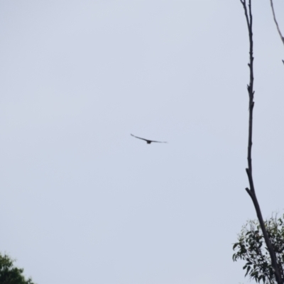 Unidentified Bird of prey at suppressed - 3 Feb 2024 by LyndalT