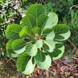 Cotinus coggygria at Deakin, ACT - 12 Mar 2024