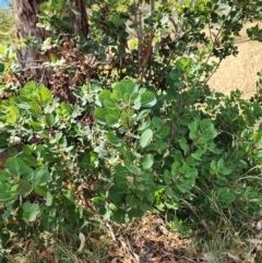 Cotinus coggygria at Deakin, ACT - 12 Mar 2024