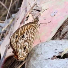 Geitoneura acantha (Ringed Xenica) at Felltimber Creek NCR - 11 Mar 2024 by KylieWaldon